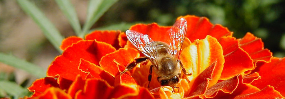 Hazai méhtenyésztők térképes keresése, méhanyák rendelése ... MVH adatszolgáltatás
