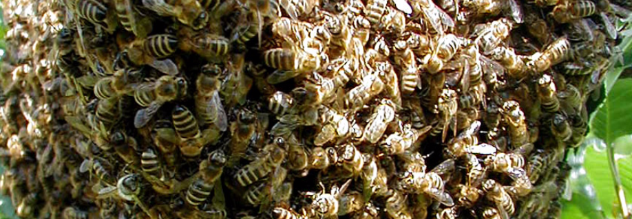 Pannon méh hazai önálló fajta, fontos, hogy védettnek és őshonosnak tekintsük ...